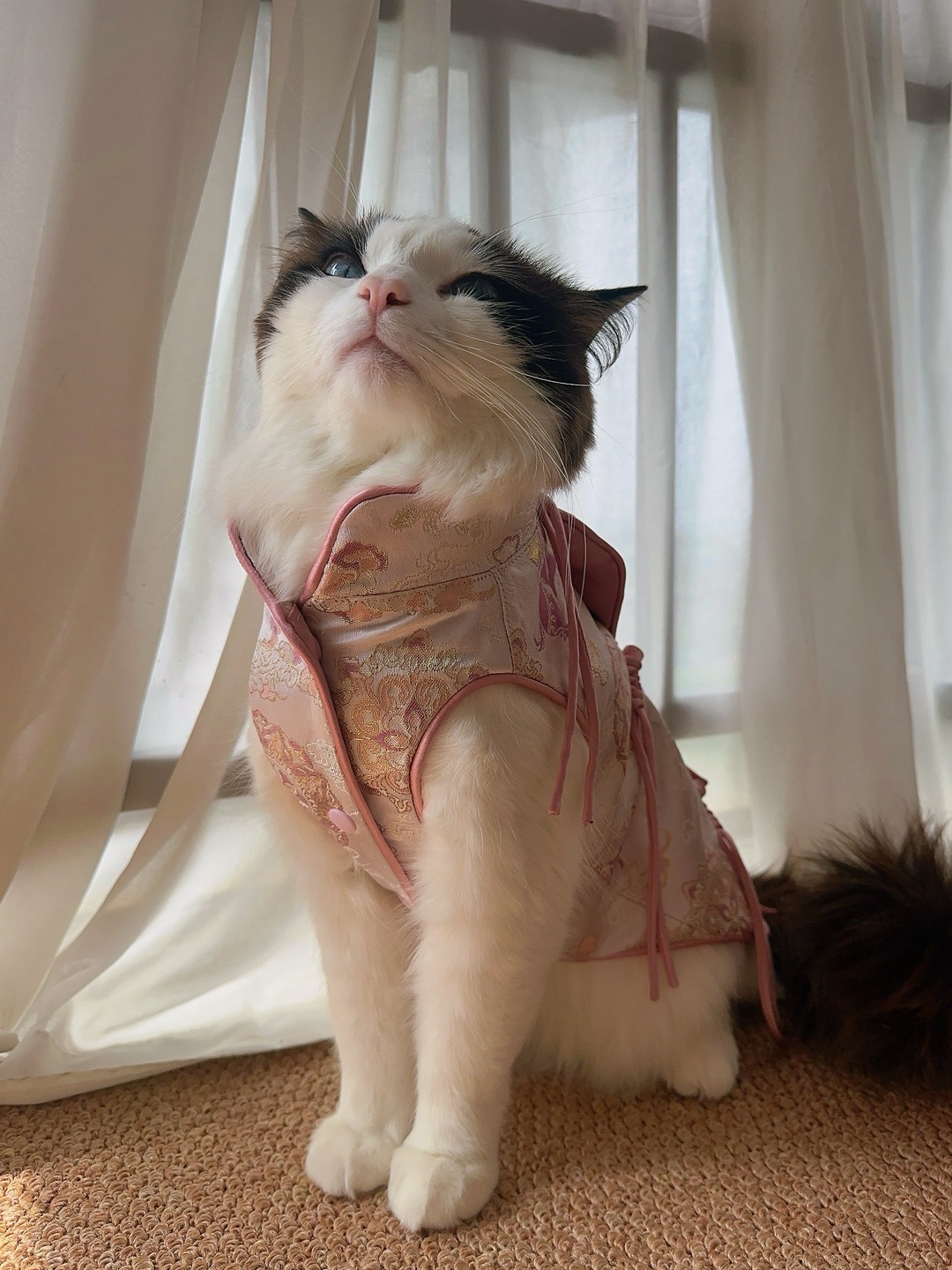 哦莫哦莫～马年马甲猫猫穿上啦～