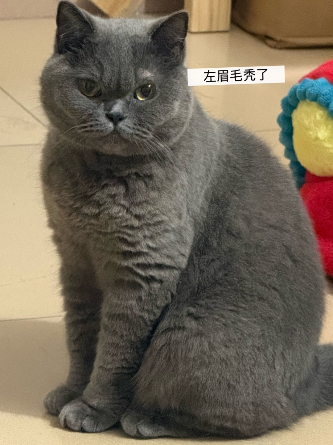 🐱日常碎片