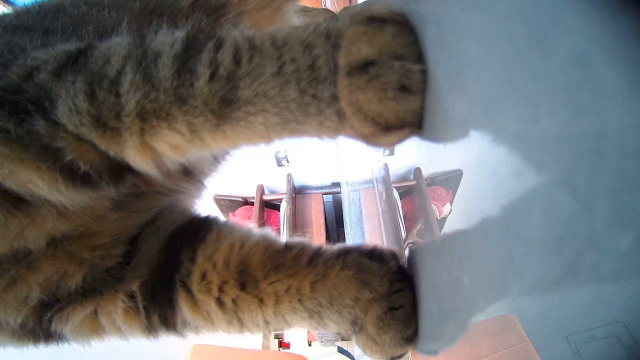小猫天天祸害人！把监控都弄到地上啦