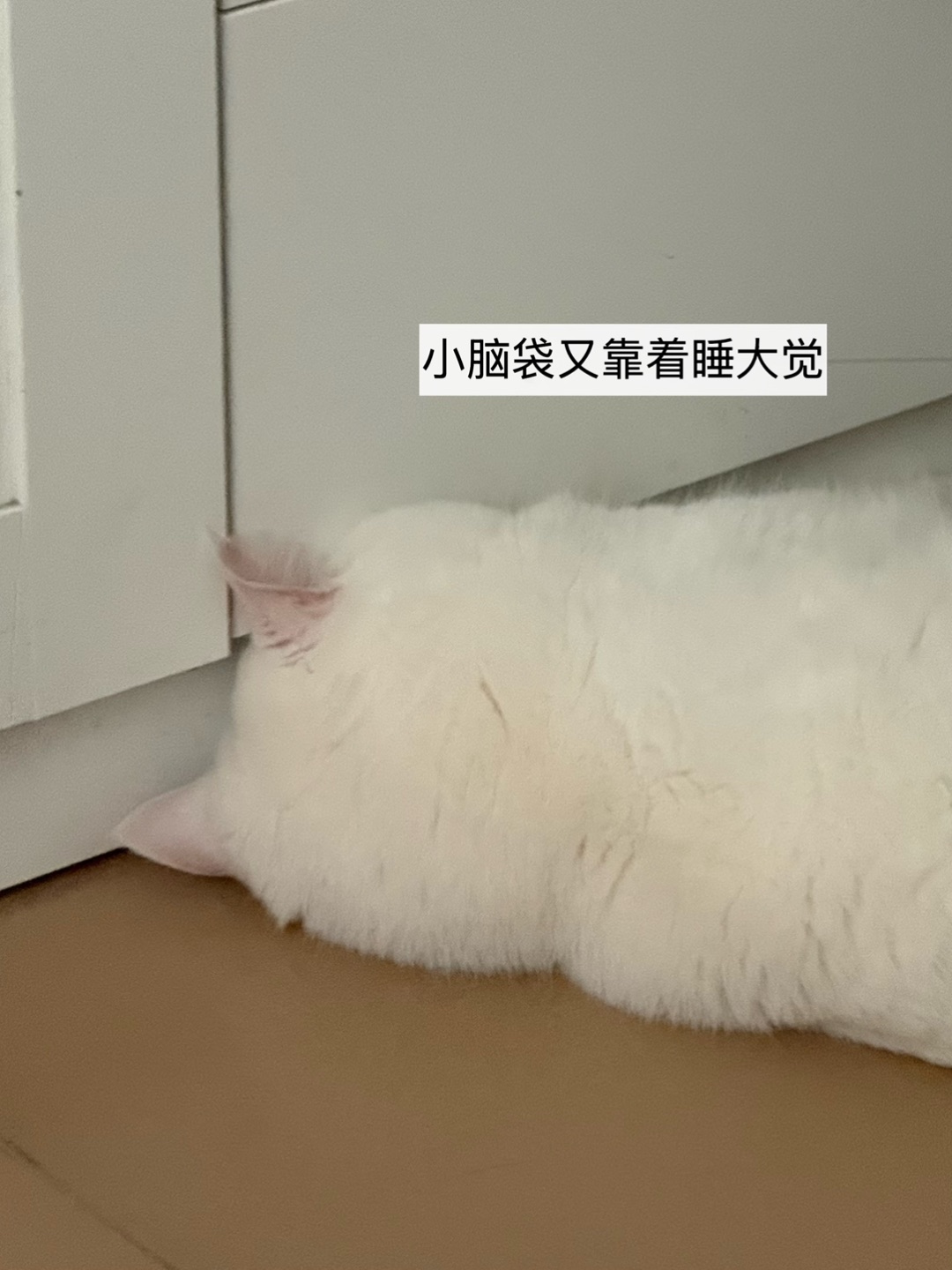 😴两只猫咪日常可爱碎片