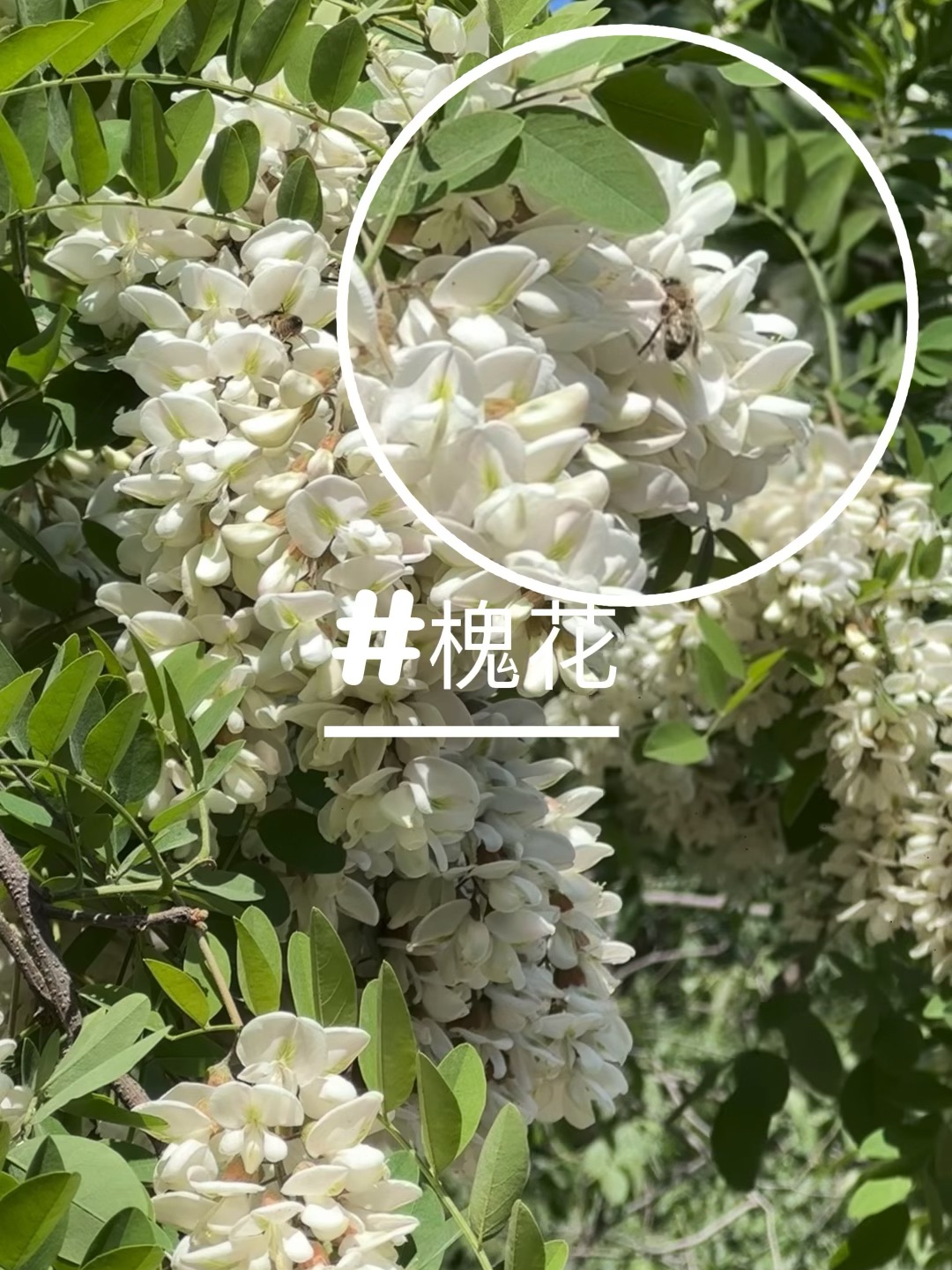 5🈷️⁺₊⋆🫧𝘓𝘪𝘷𝘦 𝘱𝘩𝘰𝘵𝘰𝘴