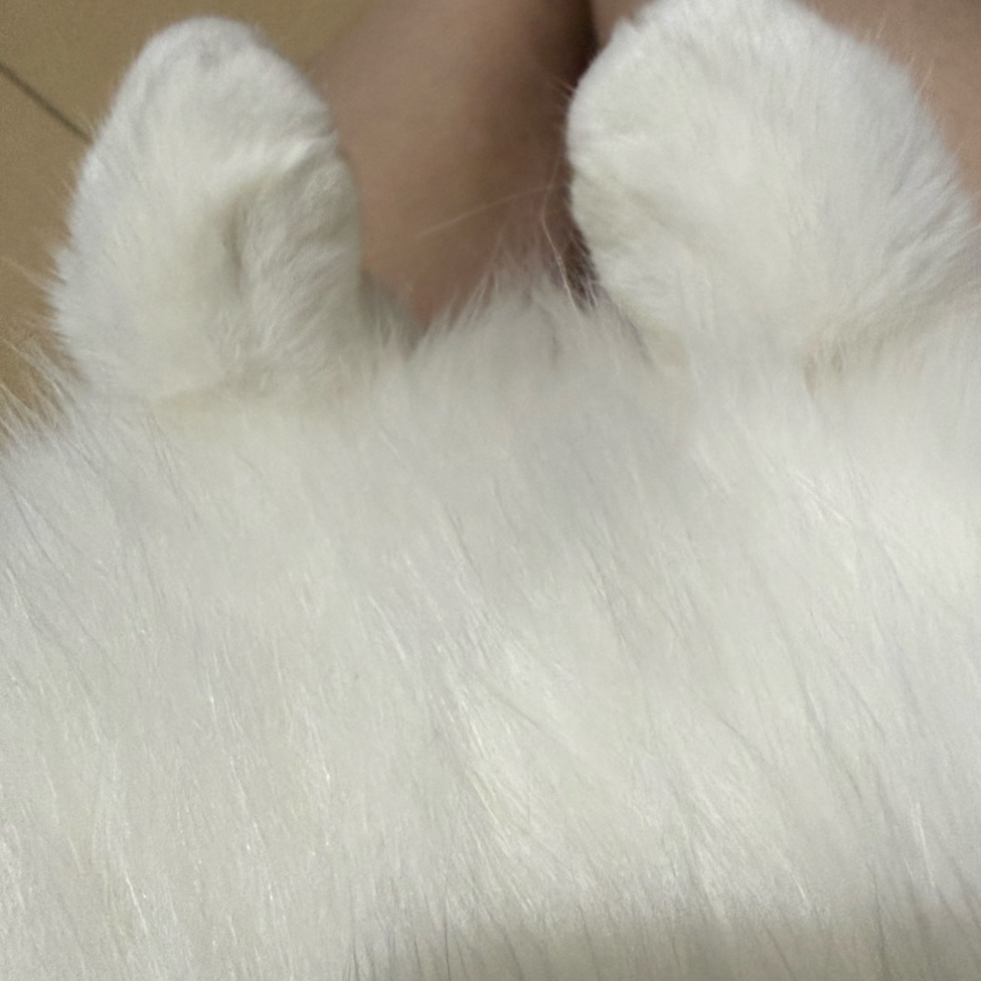 🐱双倍可爱
