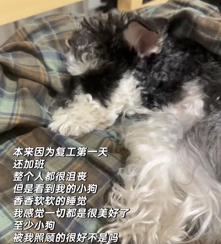养狗也是养自己
