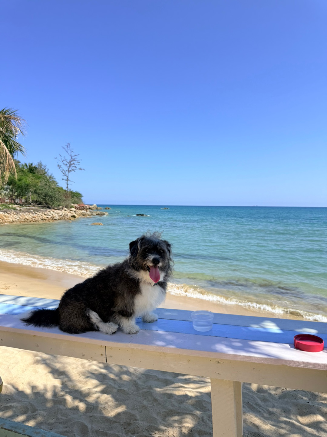 度假小狗⛱️