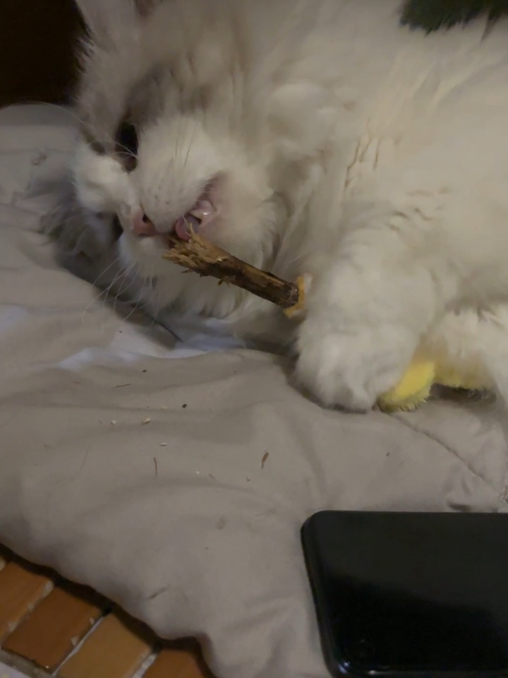 铁齿铜牙小猫咪7