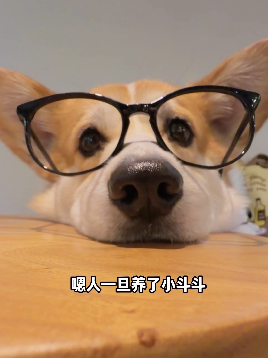 人一旦养了小斗斗，人生就失控了～