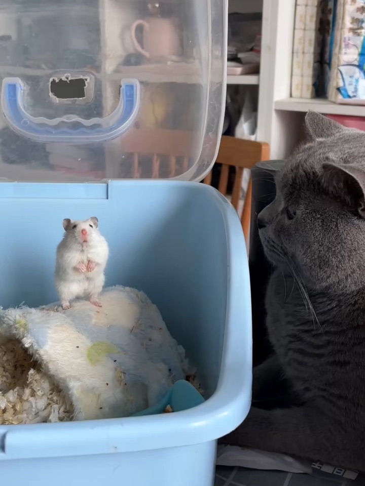 猫鼠日常