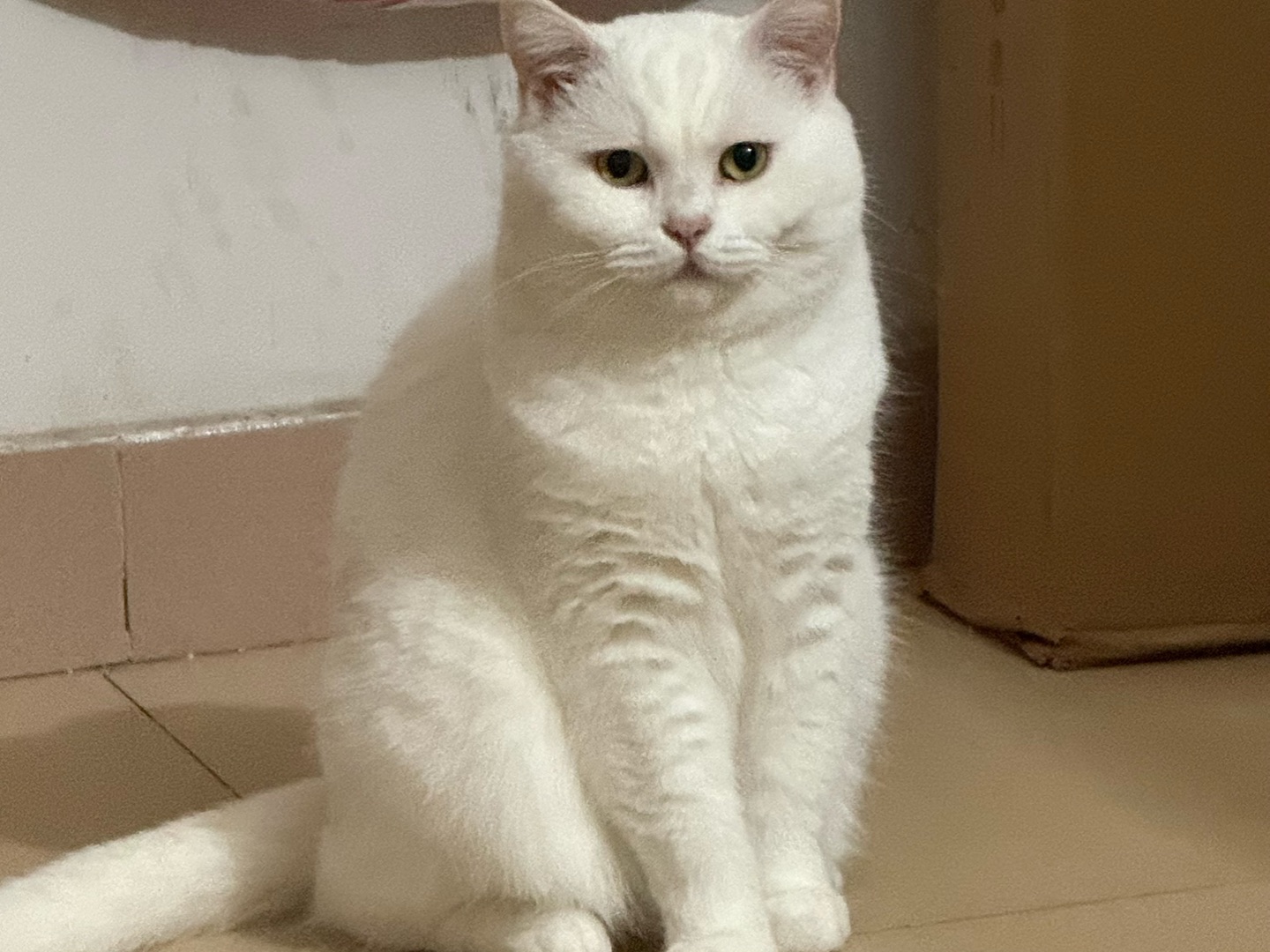 🐾家里两只神仙小猫