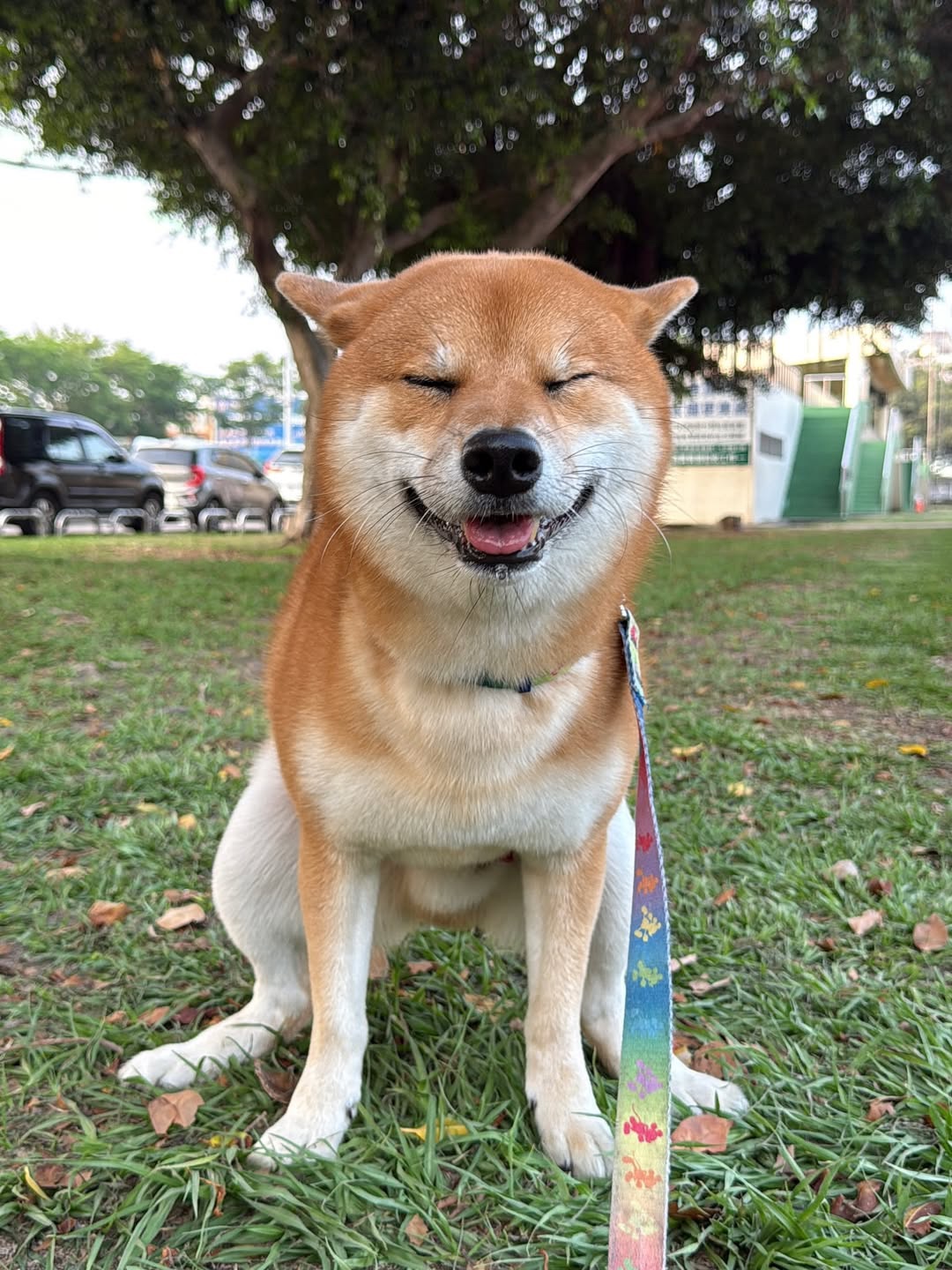 春日的草地+暖阳 配上永远笑脸营业的小柴犬 真的一秒抚平所有烦躁🥰  乖乖坐好对着镜头傻笑的样子 毛茸茸软乎乎，眼神干净又乖巧 彩虹牵引绳也太灵动可爱了 风都是温柔的，连空气都变甜  世界上最治愈的解药 大概就是一只开开心心奔向你的柴柴 只要它一笑，所有烦恼全都烟消云散 日常遛弯随手一拍 都是满分治愈感存档💛