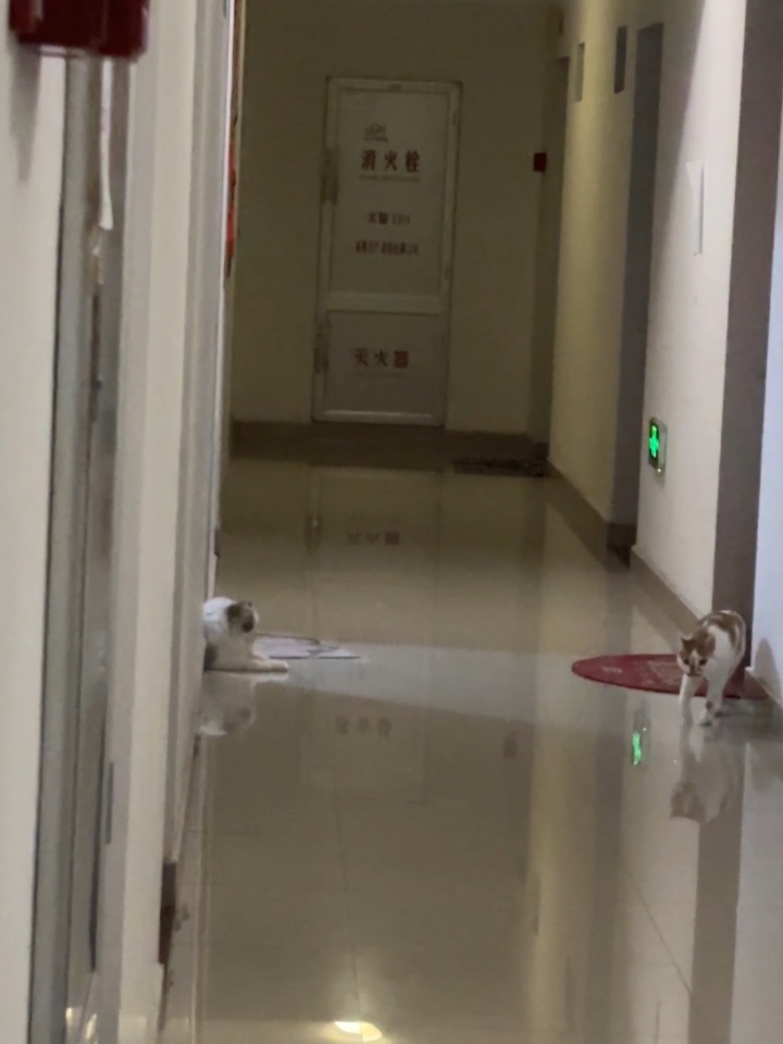 猫型走位