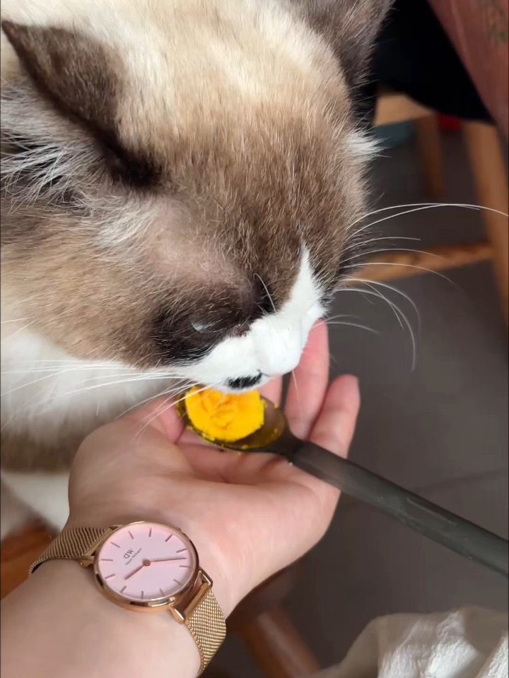 猫咪爱吃蛋黄