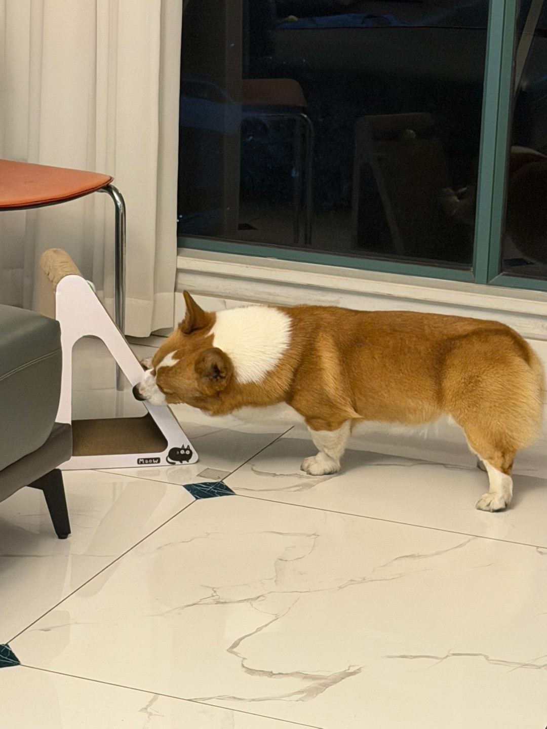 🐶嬉皮狗猫抓板