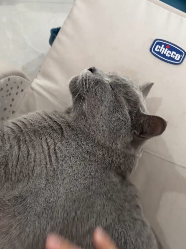 撸猫