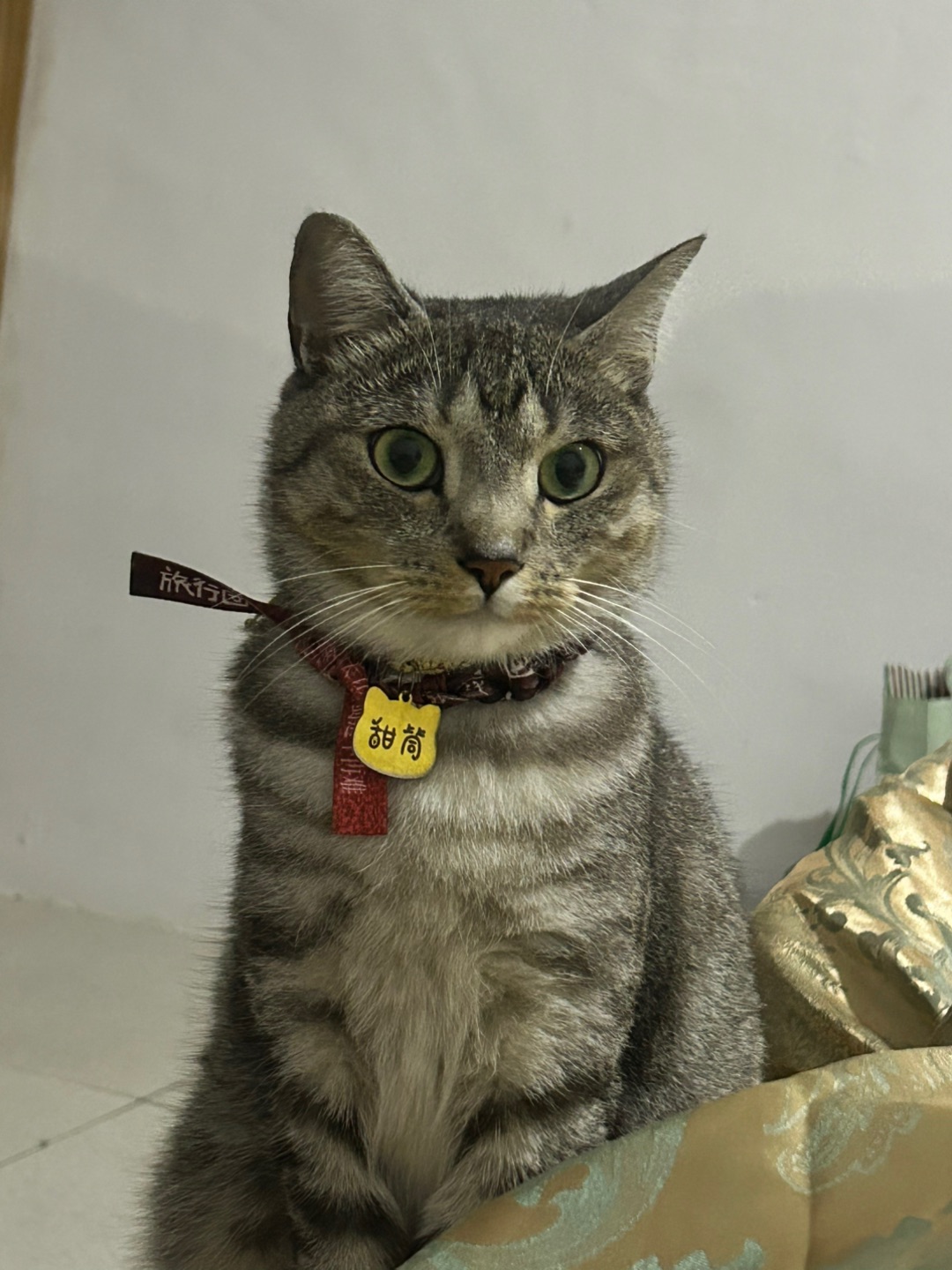 5.10 谁家小猫这么萌