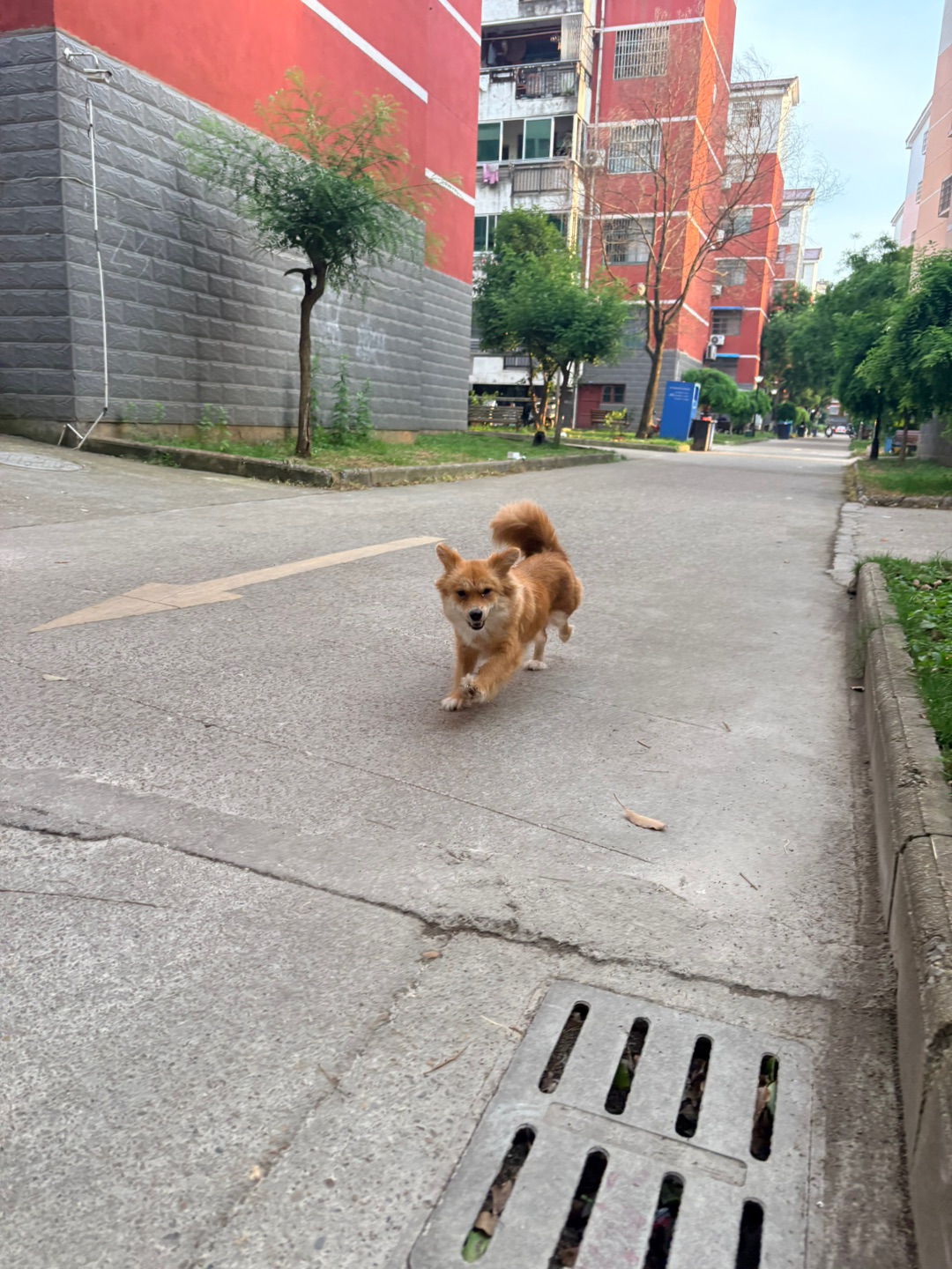 出来放风了