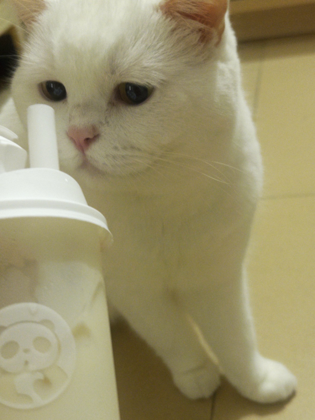 🐱奶茶搭子已上线