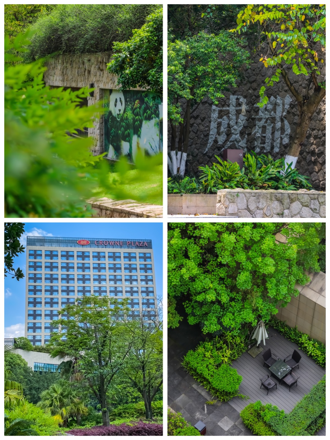 成都看熊猫🐼住这就对了！离基地超近✨
