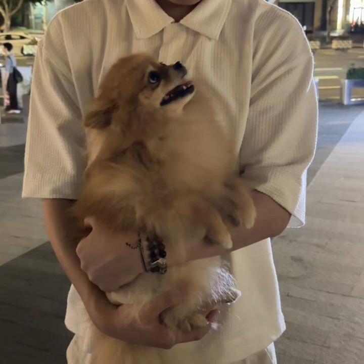 当i人和i狗在一起，氛围变得很微妙