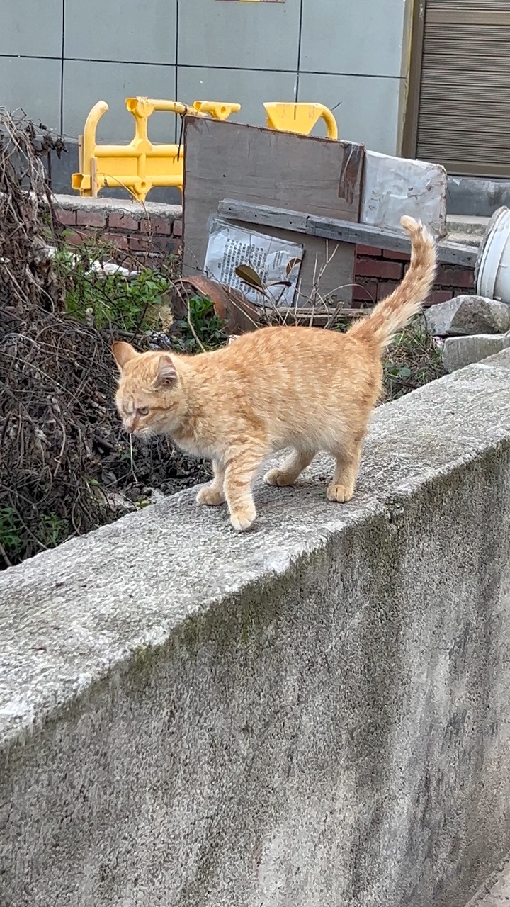 偶遇的漂亮小橘猫，实际上颜色更浅一点真的巨巨巨好看！！！