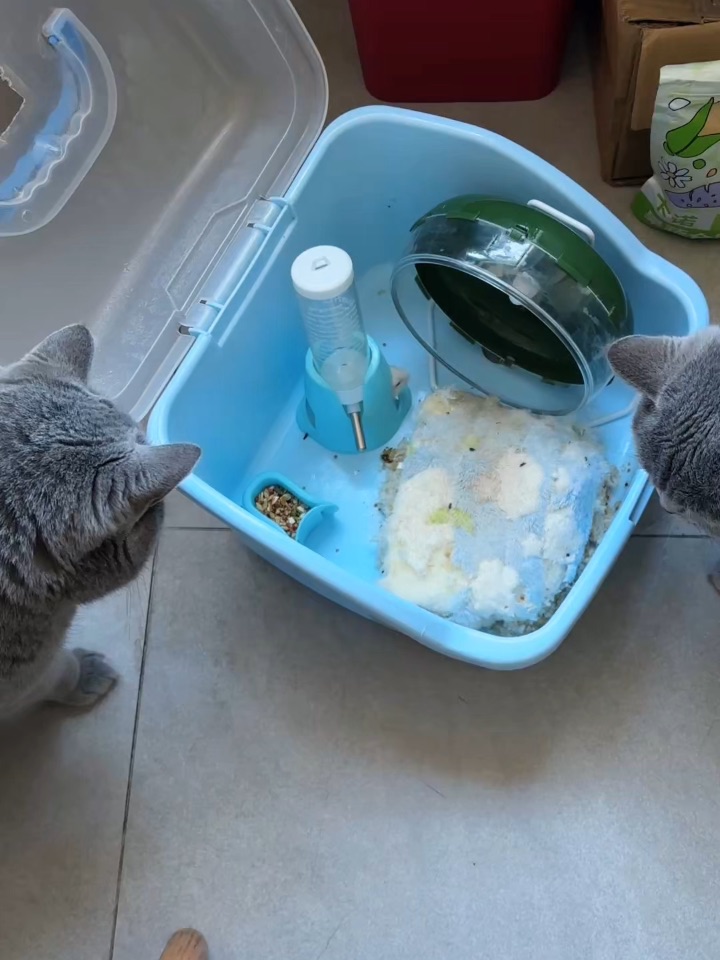 两猫一鼠