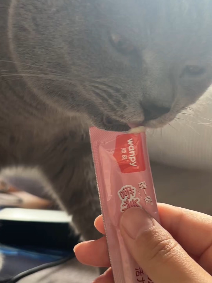 咪吃猫条