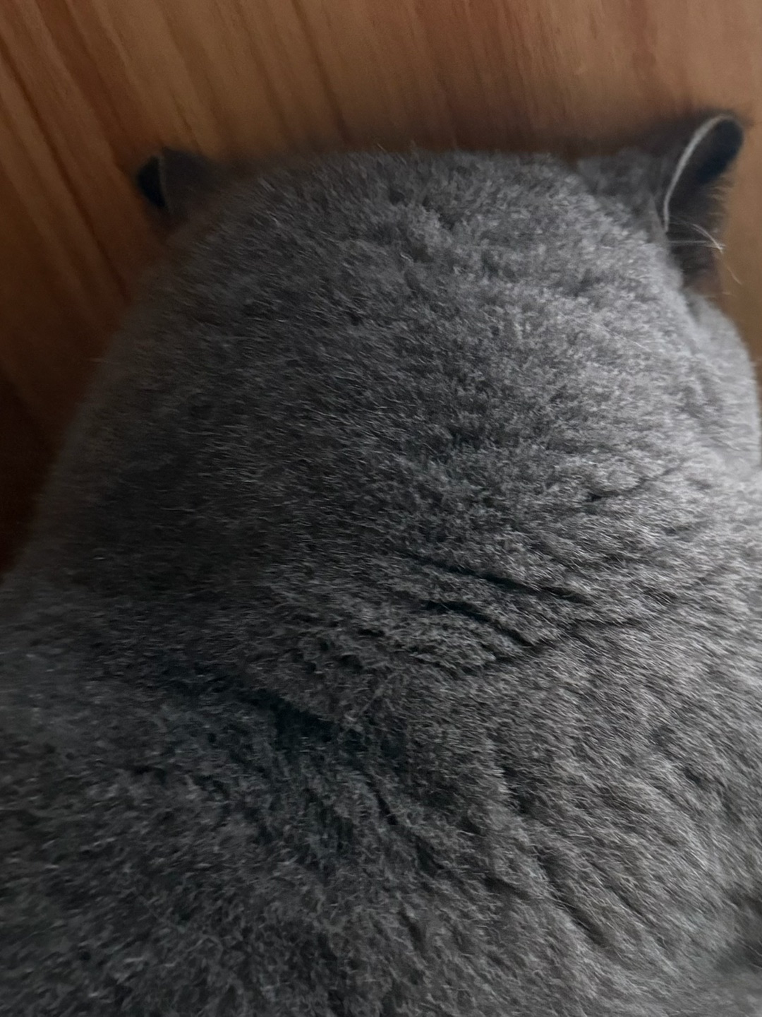 🐱 皮皮的睡姿怎么这样