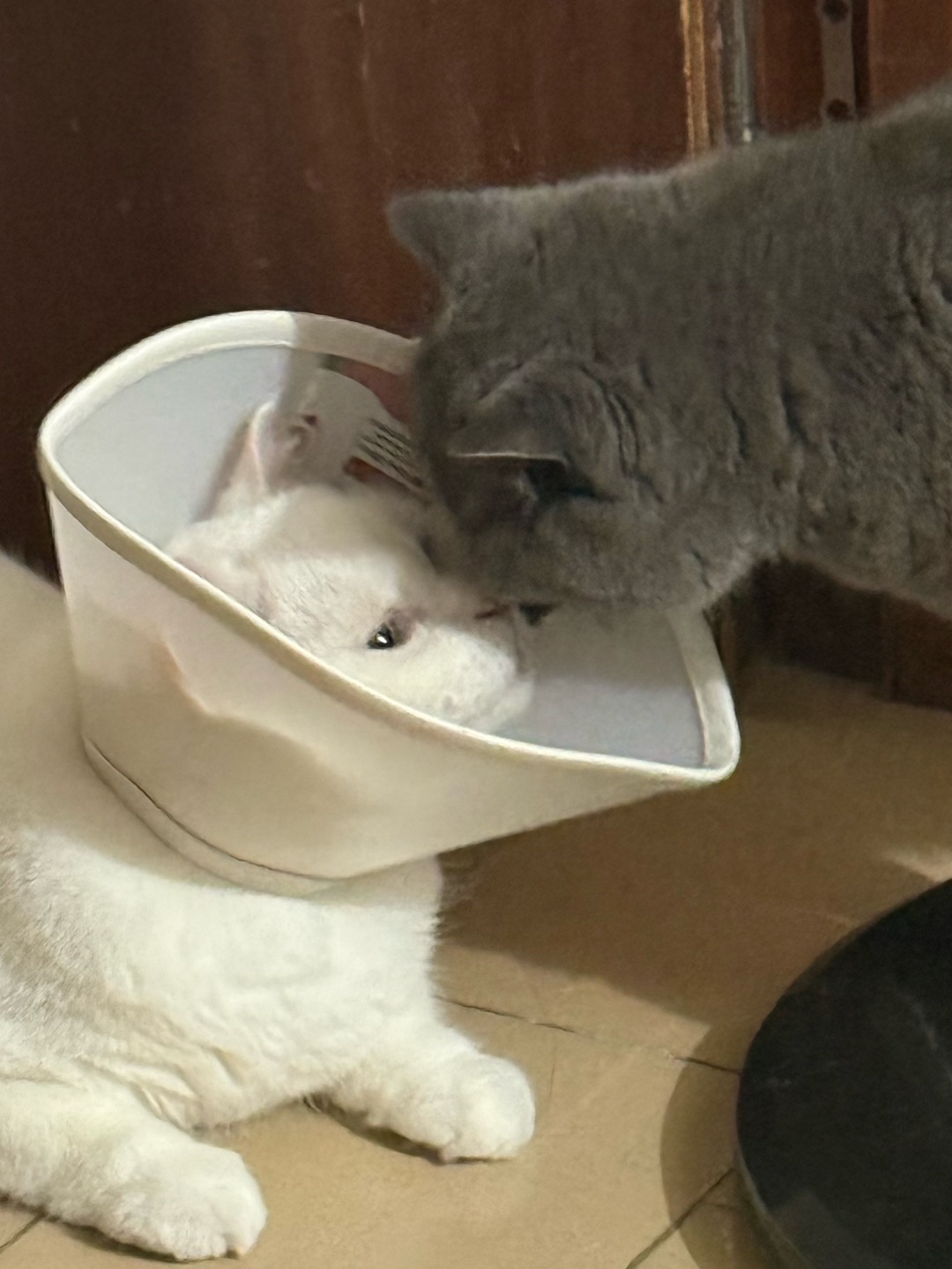 😿 元宝又戴圈了