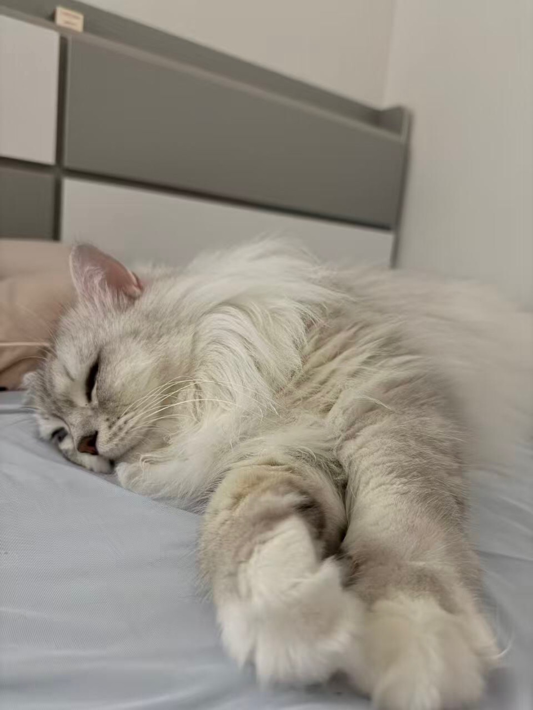 香香软软的小猫