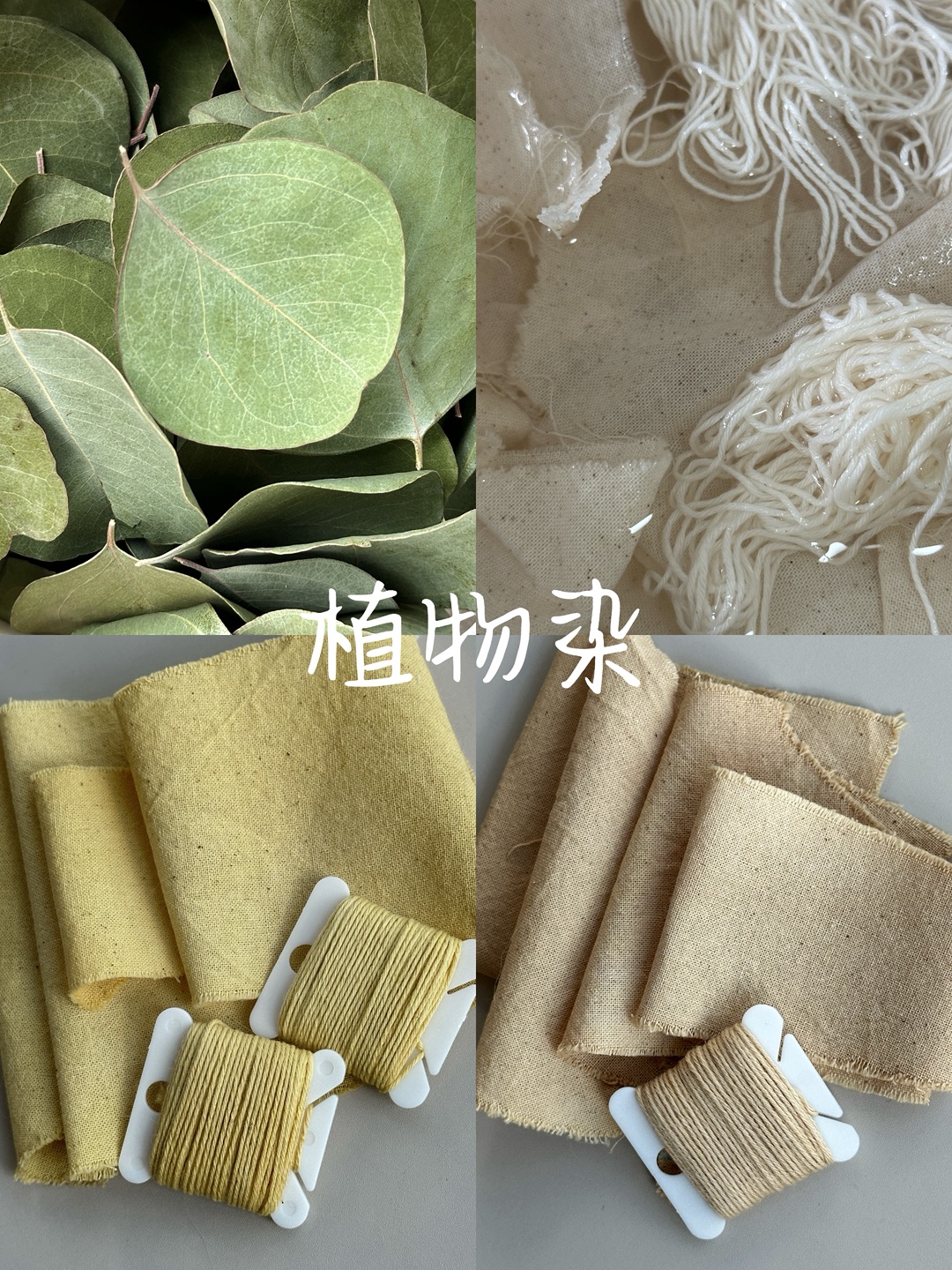 植物染·尤加利叶圆叶