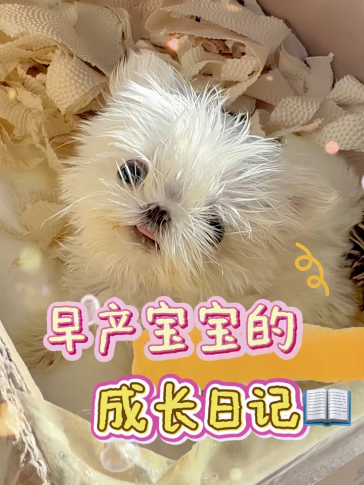 这是我救活的马尔济斯宝宝呀🥹✨