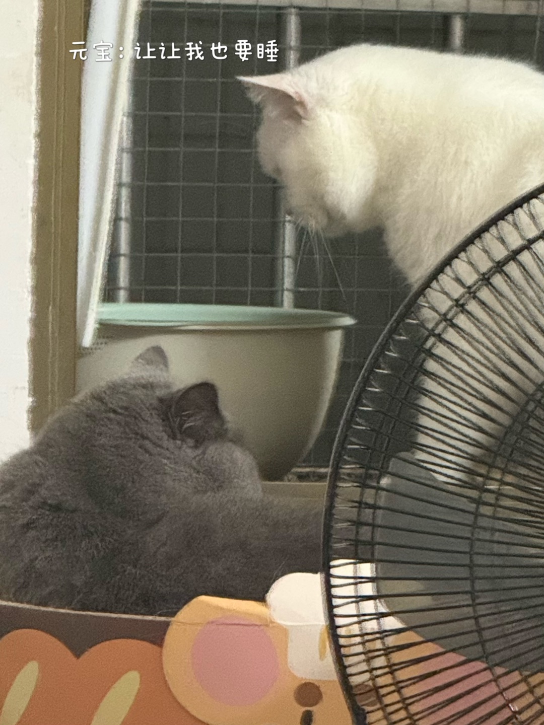 元宝抢窝失败😾