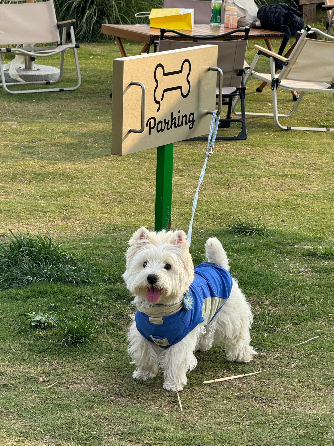 再说亿次羡慕苏州的小狗！🐾