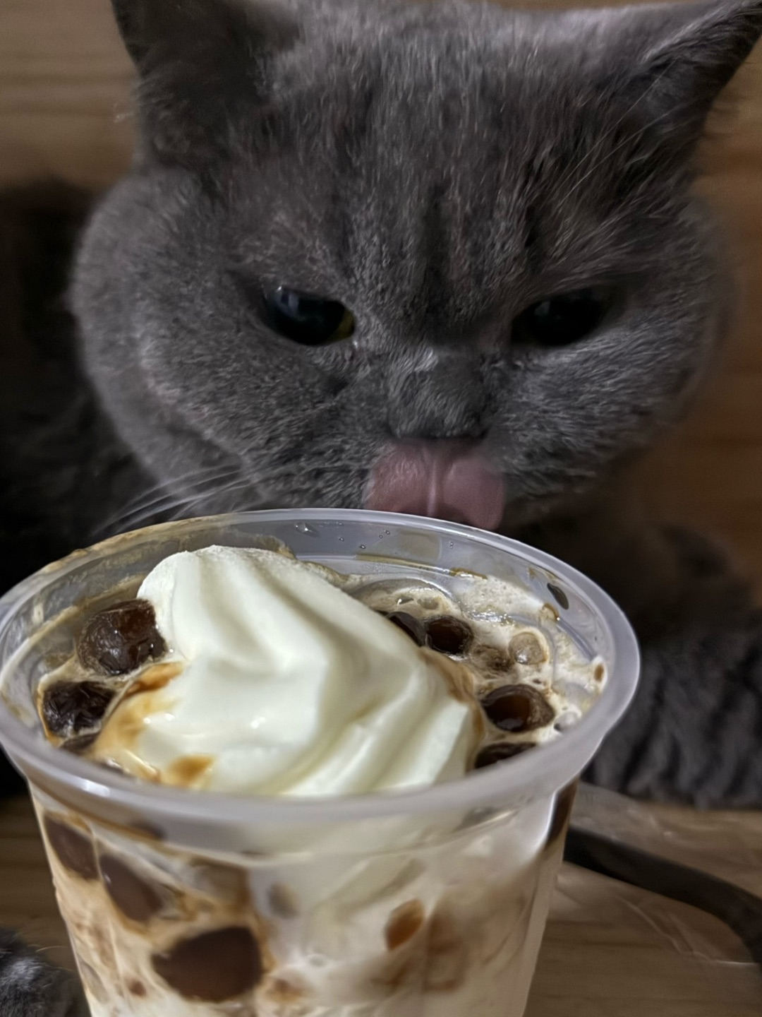 🍦🐱