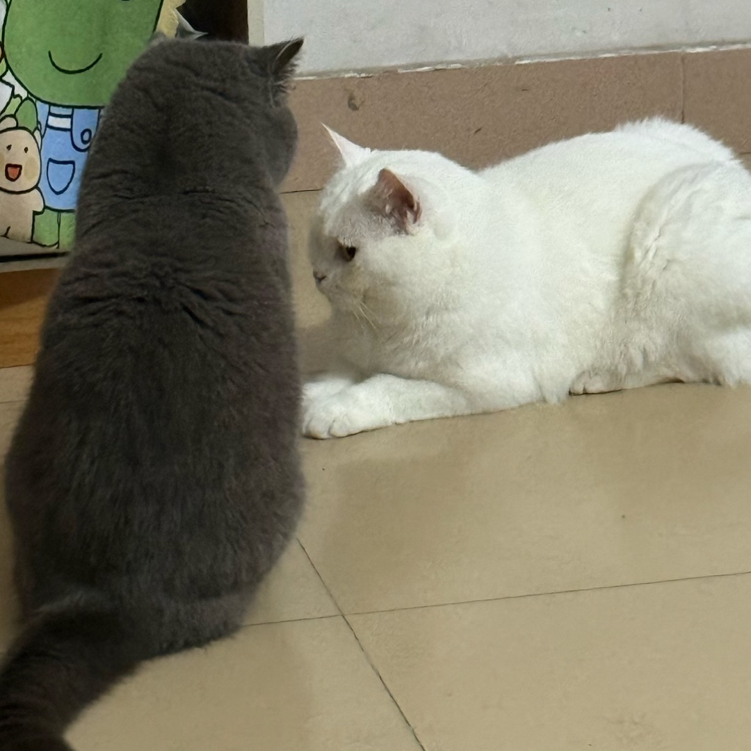 🐱皮皮vs元宝 对峙现场