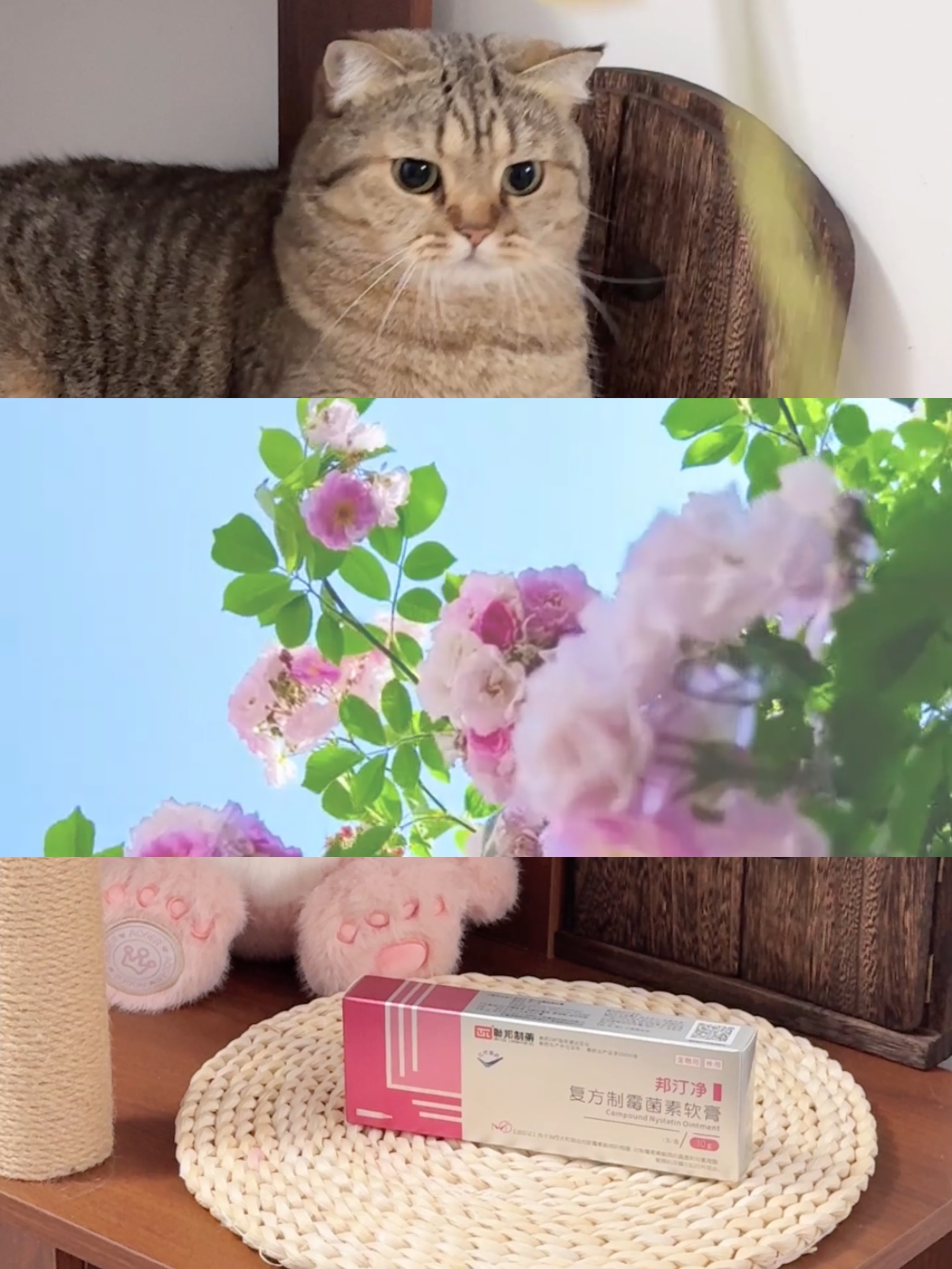 猫咪蔫蔫不爱动？多半是耳螨搞鬼！