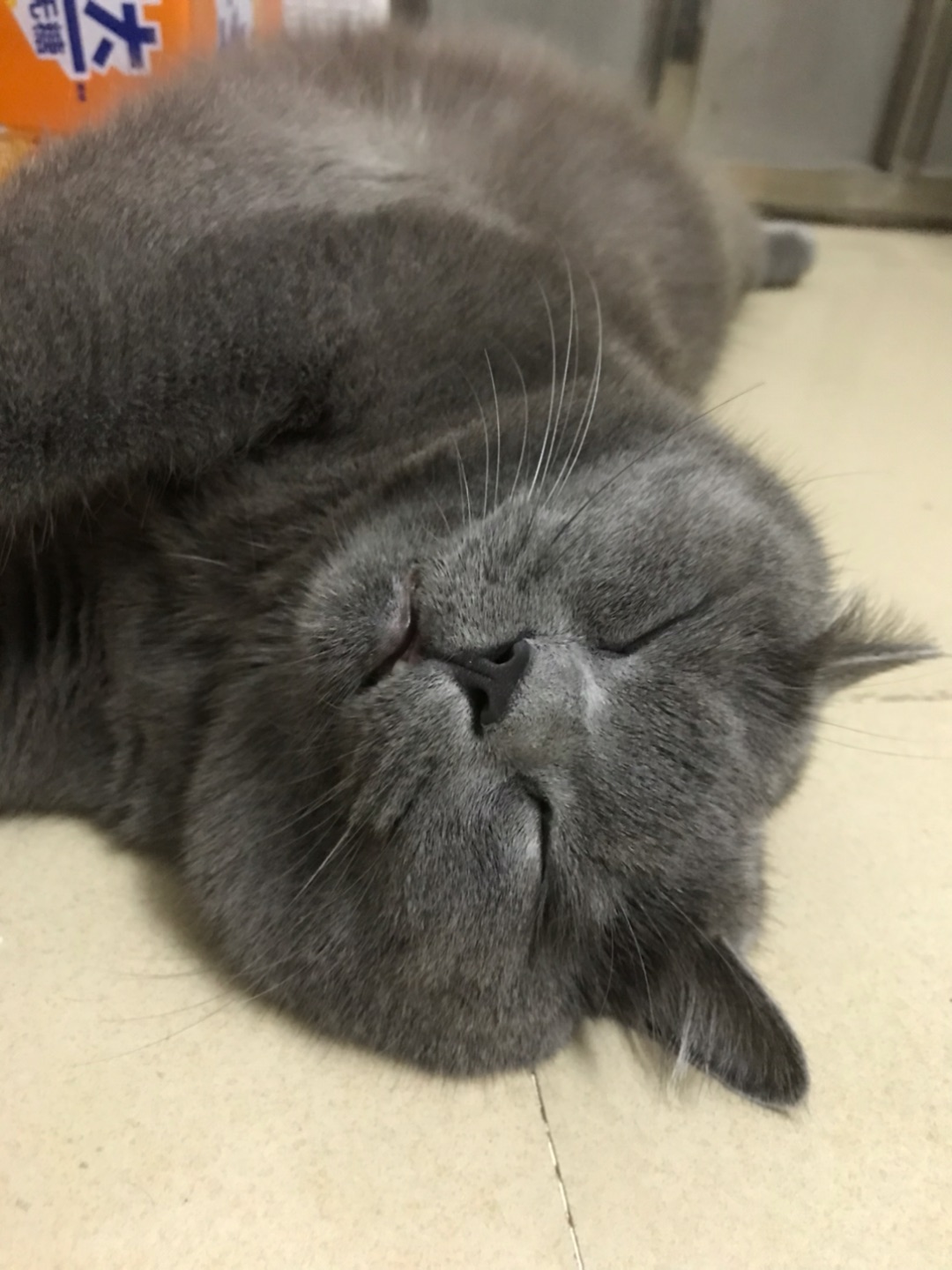 睡觉💤