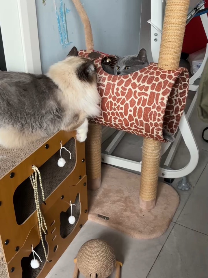 躲猫猫