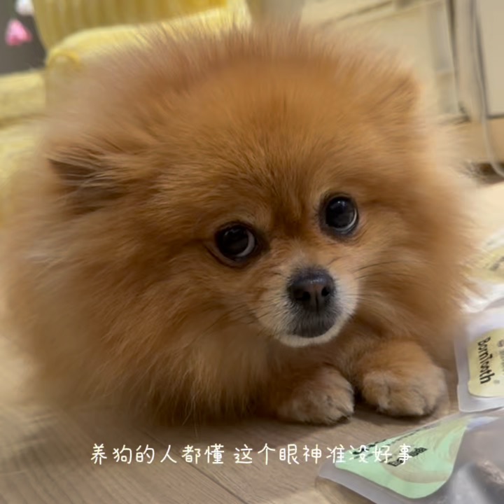 养狗人都懂这个眼神