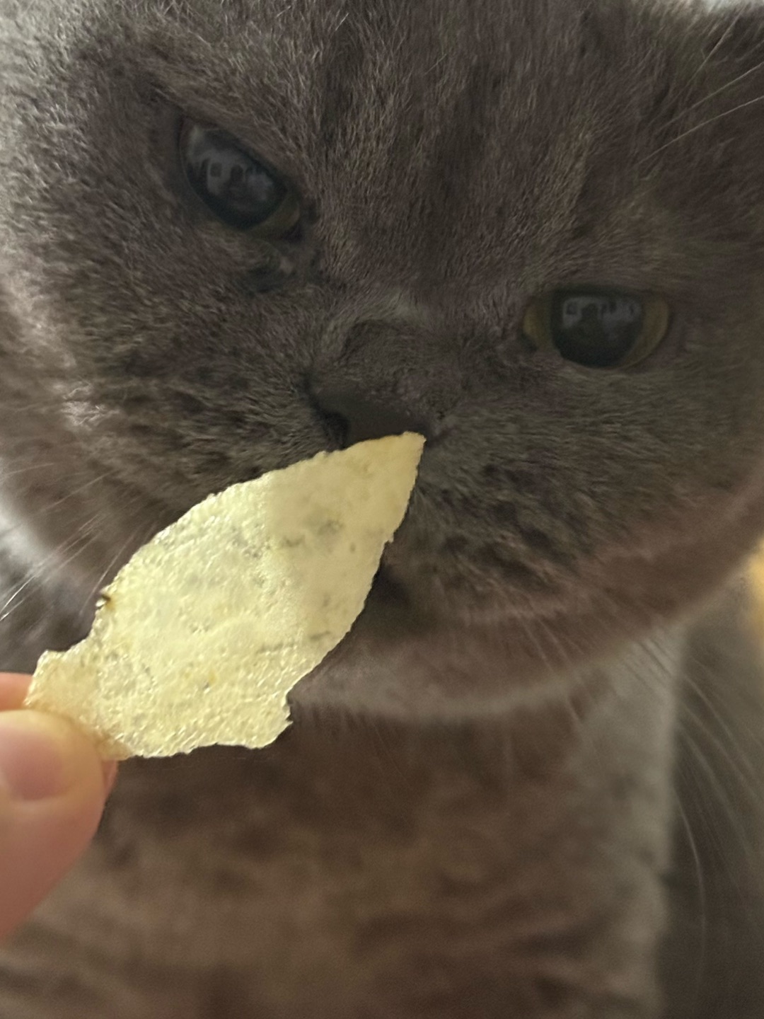 🐱皮皮的高冷反差日常