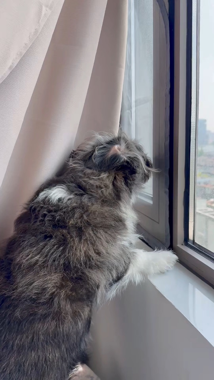 小狗之歌