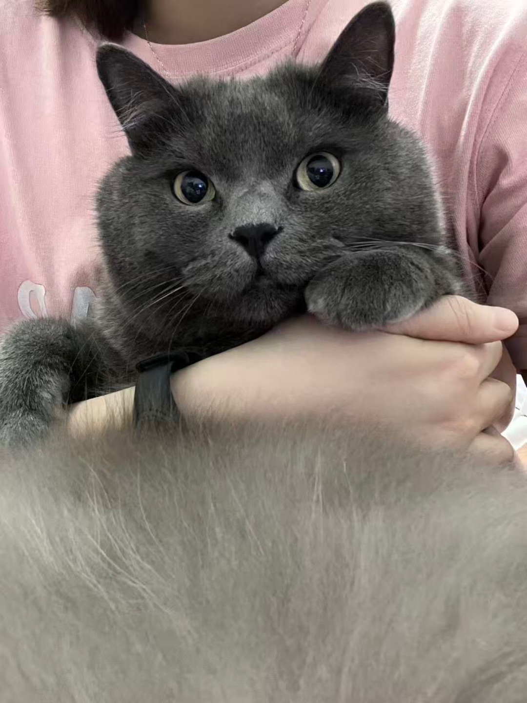 🐱