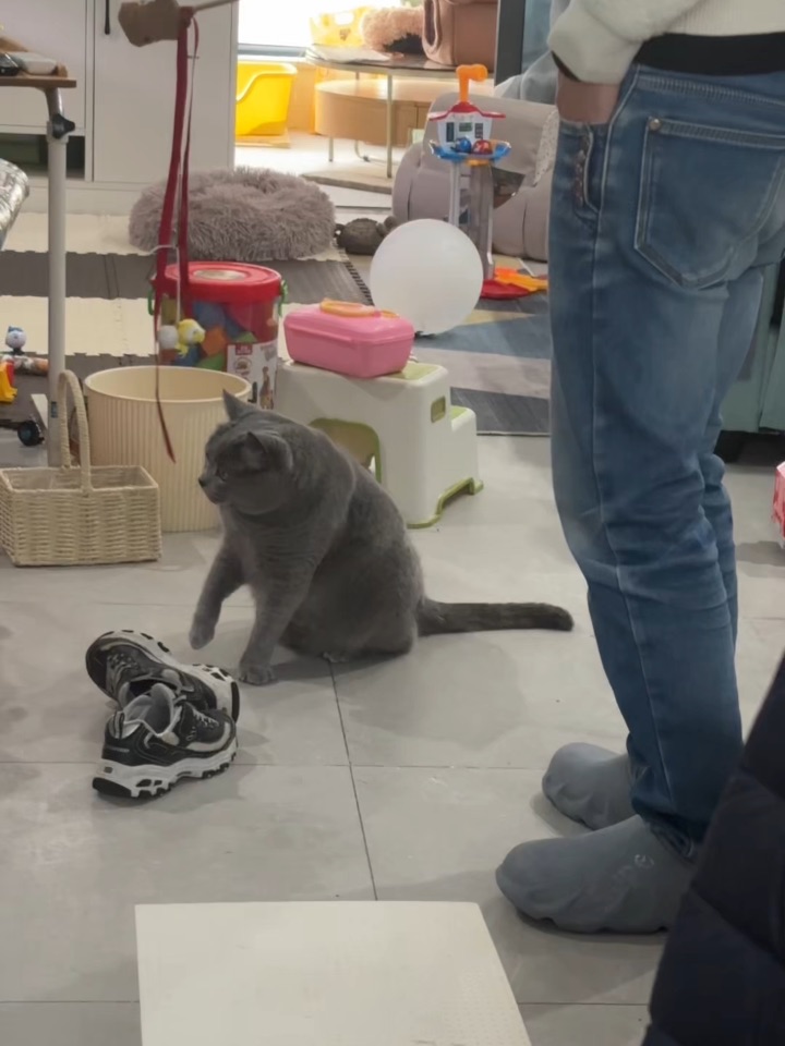 逗猫