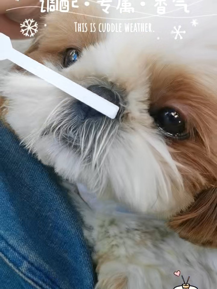小狗喜欢的香水