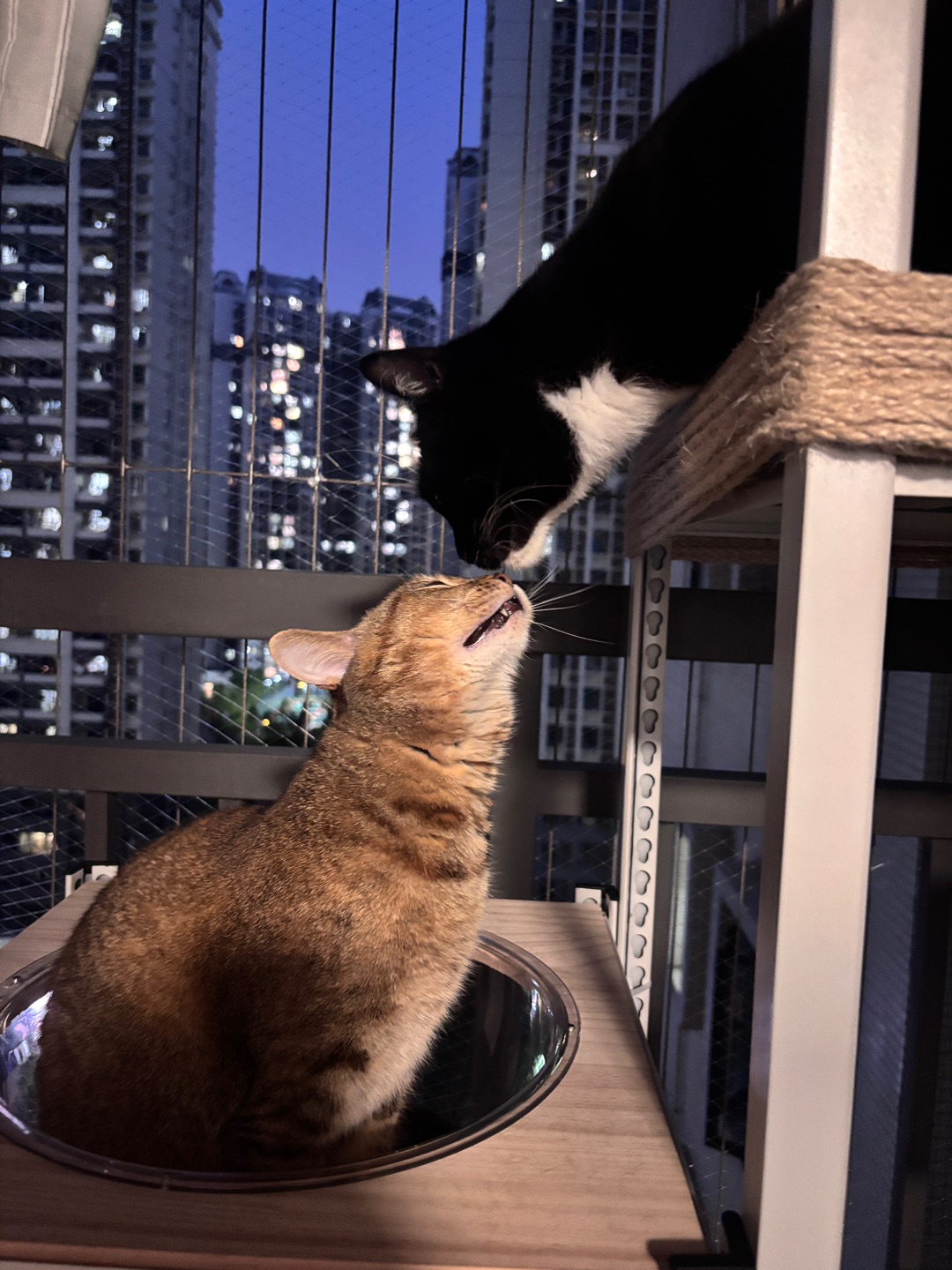 么么么小猫咪