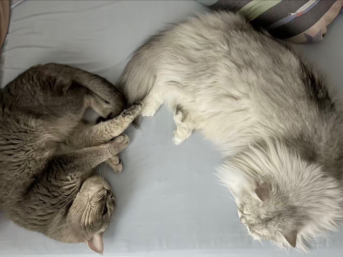 贴贴~
