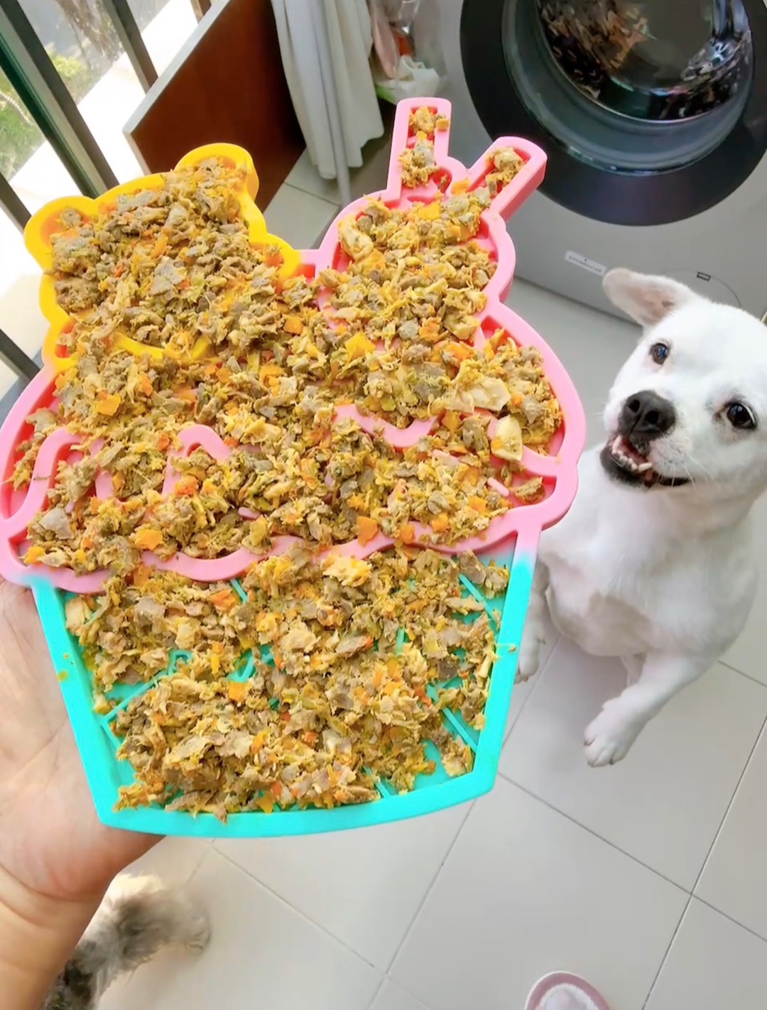 狗狗的仪式感下午茶