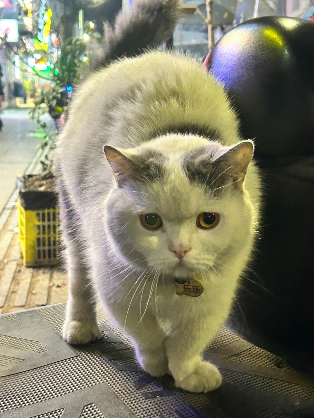 5.19 小猫小猫