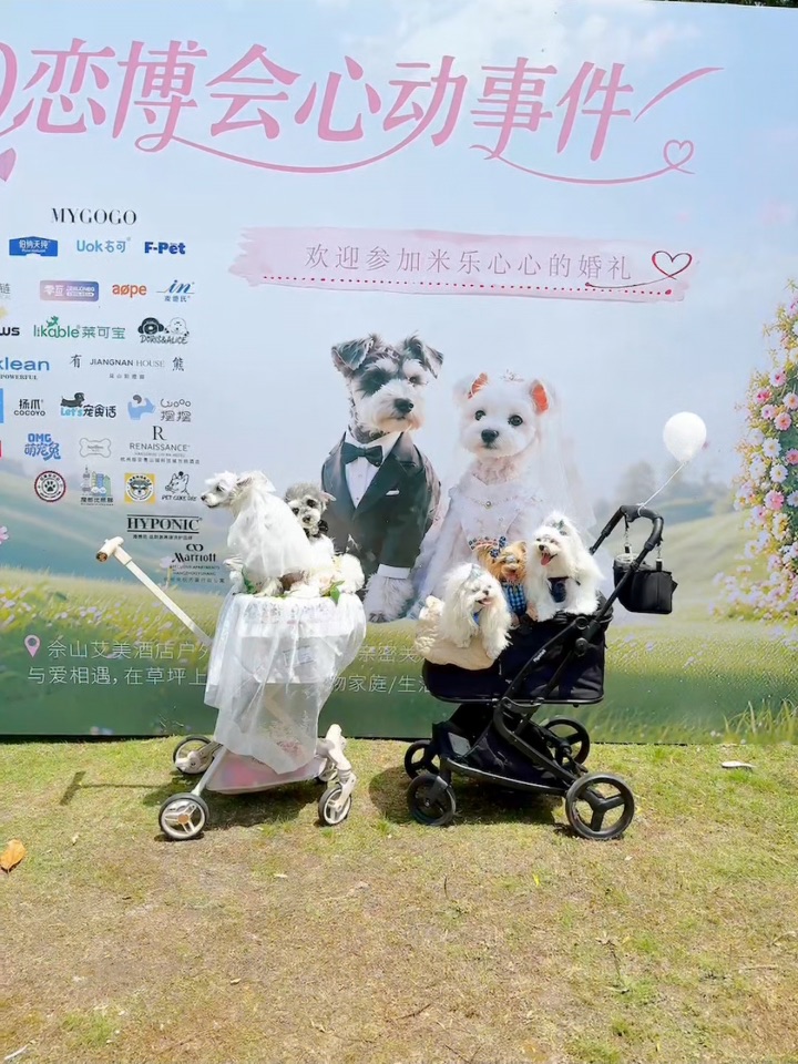 记录📝一场小狗的婚礼