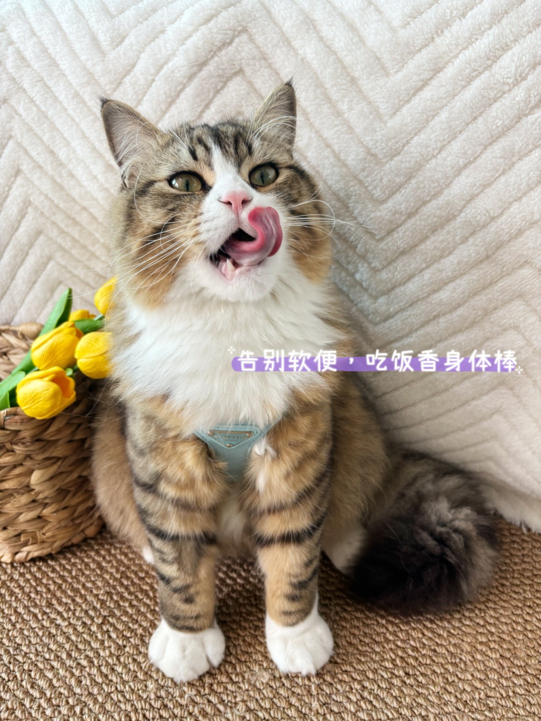 ヽ(^0^)ノ(^-^)/( ´ ▽ ` )ノ~(＾◇^)/~(＾◇^)/