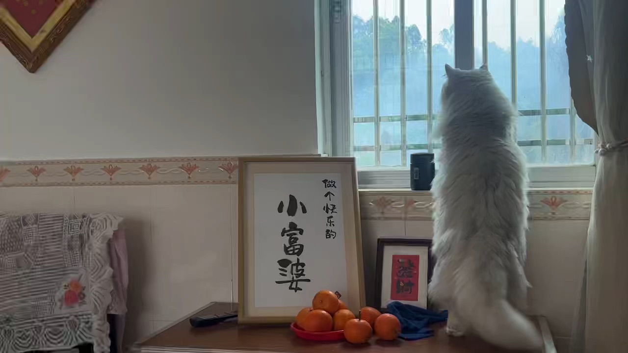 看看外面的世界🌍